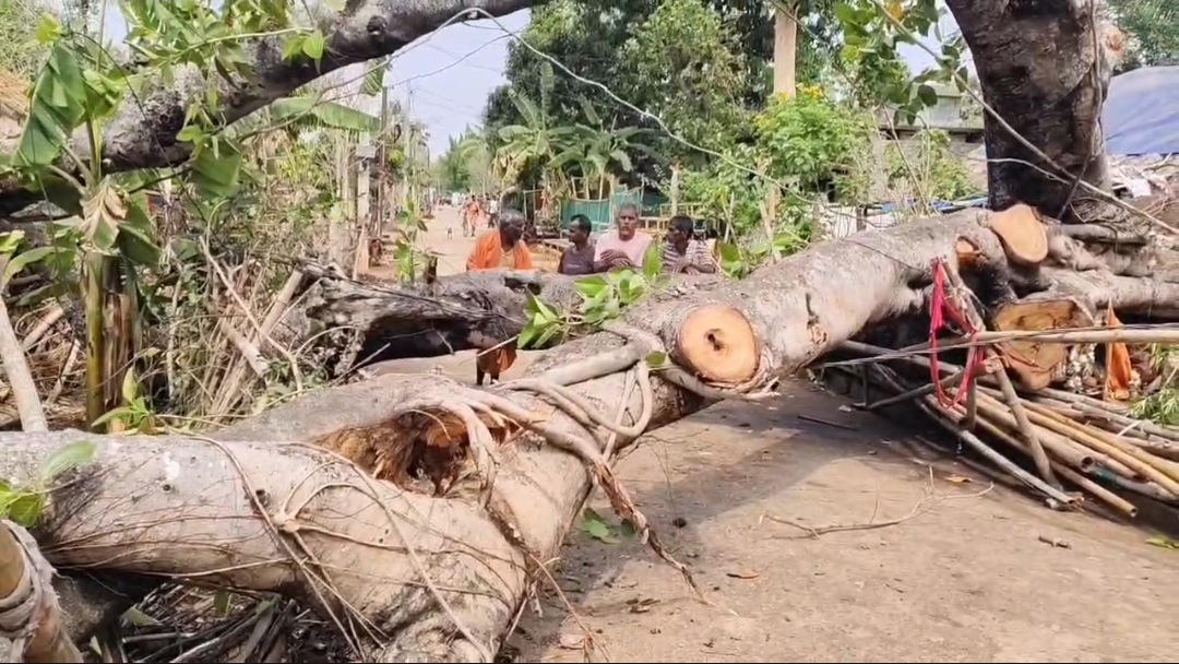 କାଳବୈଶାଖୀ ପ୍ରଭାବ ରେ ବିରାଟ ବିରାଟ ବୃକ୍ଷ ଧରାଶାୟୀ