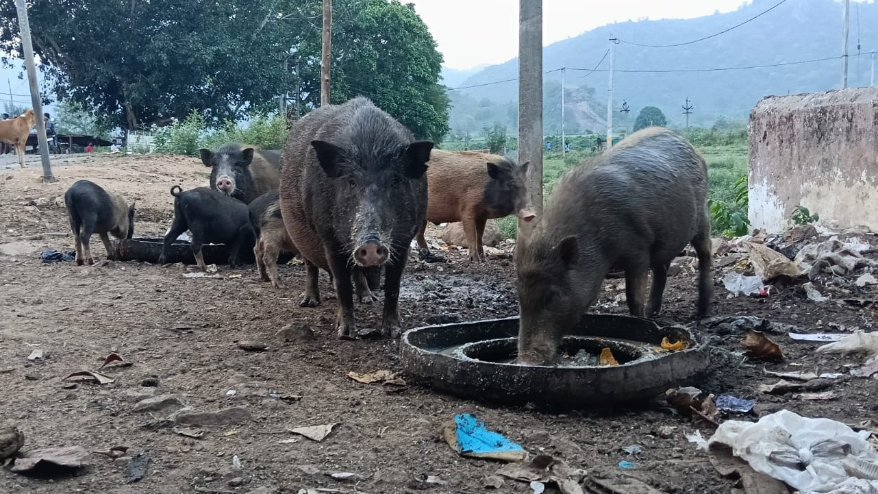 Deadly Pig Disease Outbreak in Koraput : ନିଲାବାଡ଼ି ଗ୍ରାମରେ ଅଜଣା ରୋଗ ଆତଙ୍କ: ଶତାଧିକ ଘୁଷୁରୀ ମୃତ ଚାଷୀଙ୍କୁ ୫୦ ଲକ୍ଷରୁ ଅଧିକ କ୍ଷତି 3 Deadly Pig Disease Outbreak in Koraput : ନିଲାବାଡ଼ି ରେ ଘୁଷୁରୀ ମହାମାରୀ